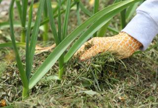 herbe paillage legume potager