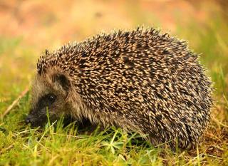 herisson dans un jardin