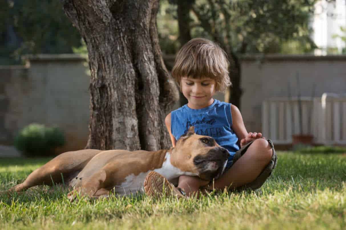 staffie avec les enfants