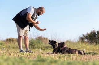 staffie éducation et apprentissage