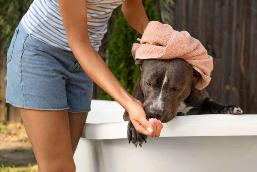 staffie entretien