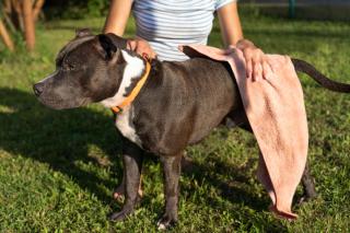 staffie entretien et bain