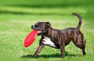 staffie et éducation