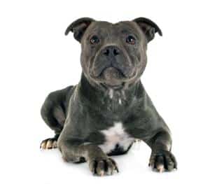 staffie maladies de peau