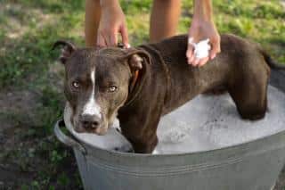 staffie routine de soins