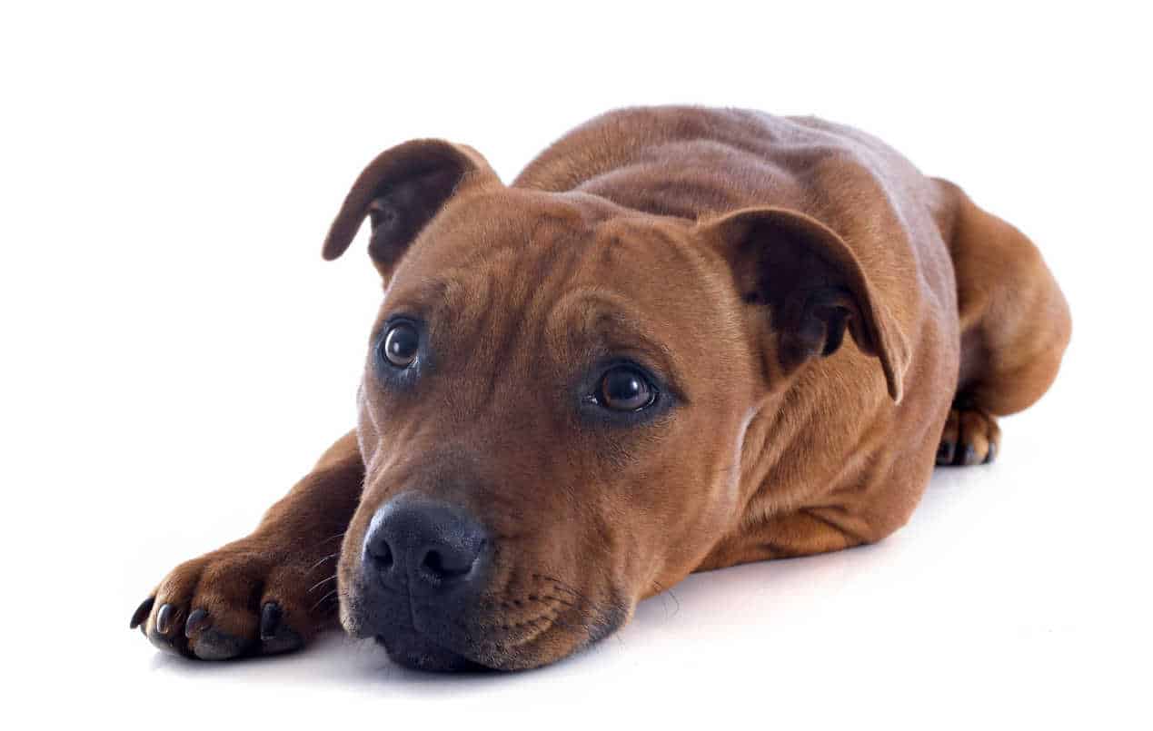 staffie santé et maladies