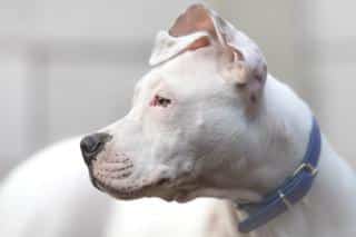 staffie surdité et santé