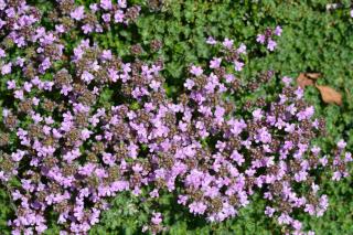 thymus hirsutus - thym hirsute