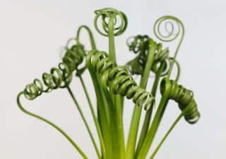 Albuca spiralis