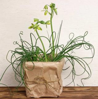 Albuca spiralis entretien