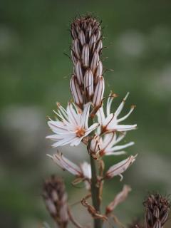 Asphodelus - asphodele entretien