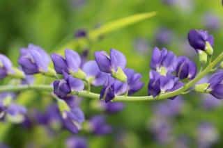 Baptisia australis fleur