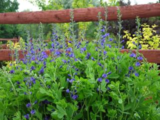 Baptisia australis - lupin indigo - culture et entretien