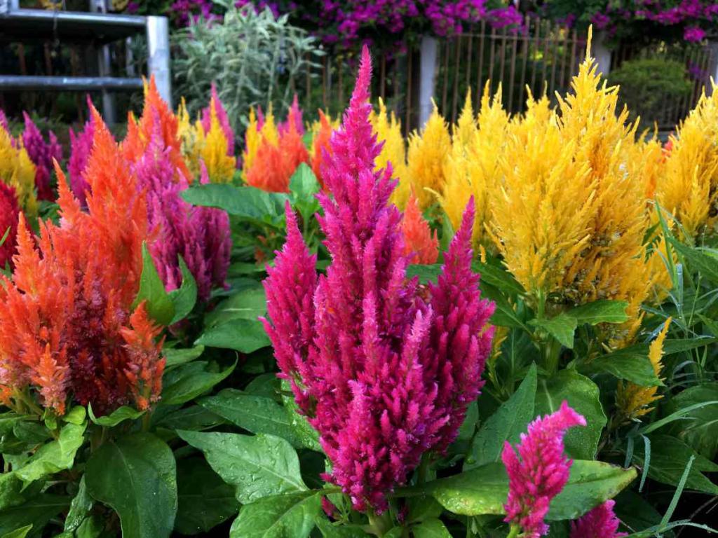 Celosia argentea - celosie plumeuse