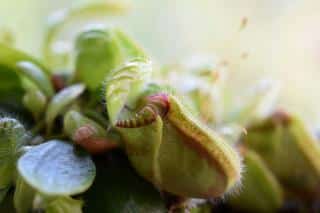 Cephalotus follicularis ou cruche à eau d'Albany