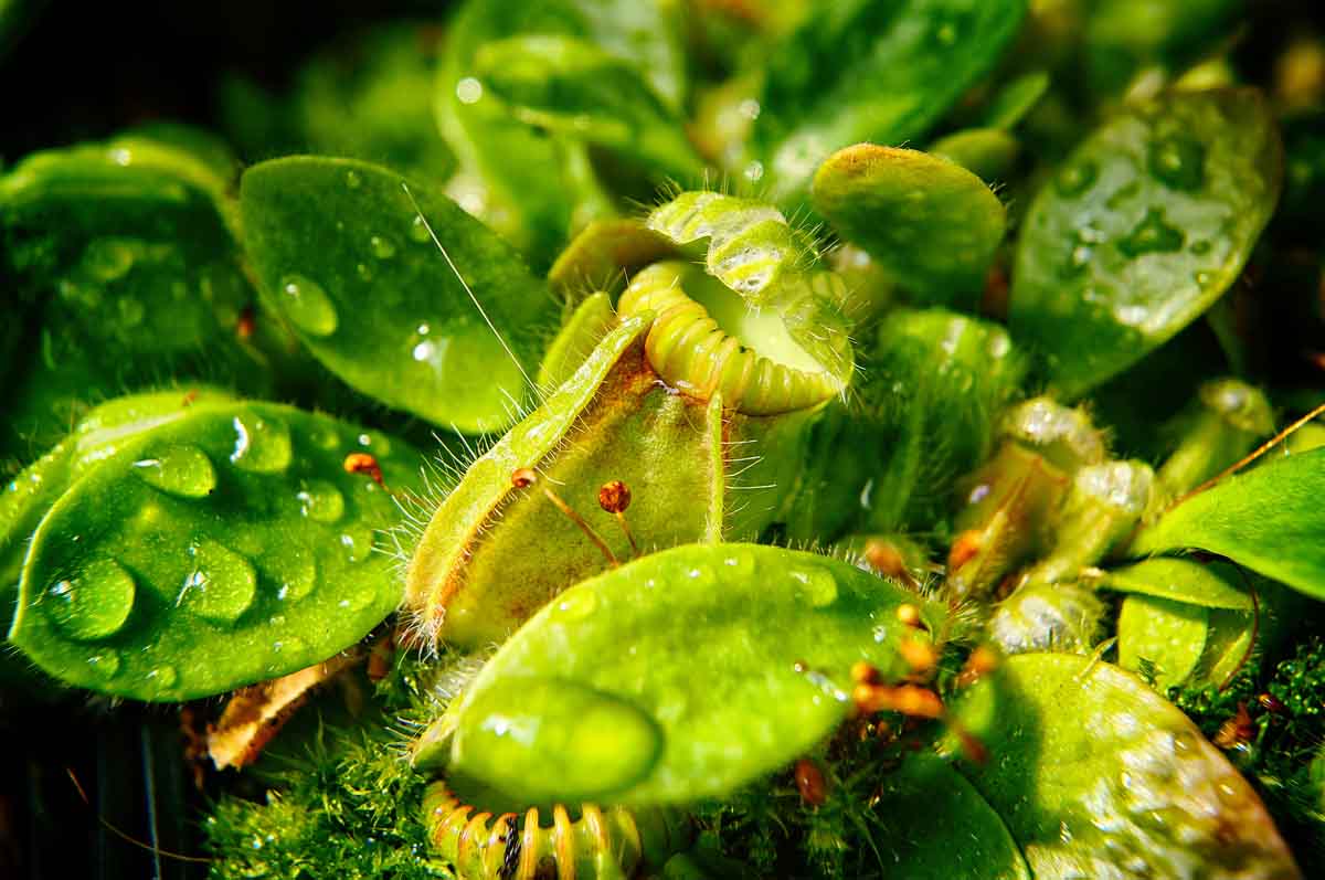 Cephalotus follicularis