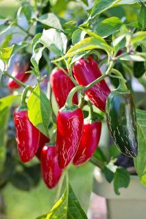 Piments en pot