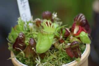 Cephalotus follicularis