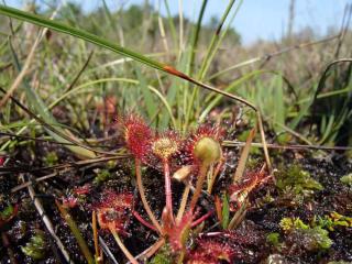 Drosera en tourbière