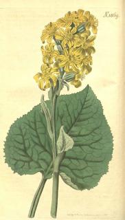 Ligularia sibirica