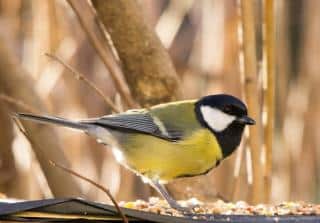 Mésange charbonnière