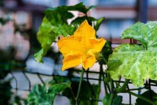 Palissage des courges