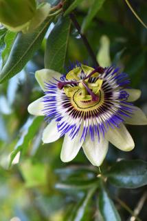 Passiflora caerulea