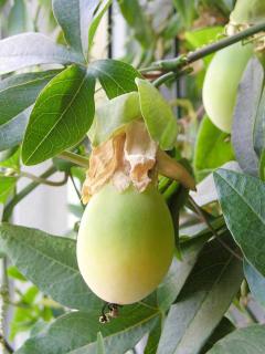 Passiflora caerulea - Fruit immature