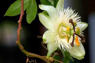 Passiflora caerulea 'constance elliott'