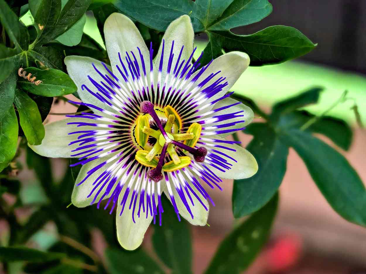 Passiflora caerulea - passiflore bleue