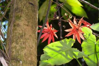 Passiflora vitifolia