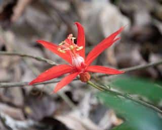 Passiflora vitifolia