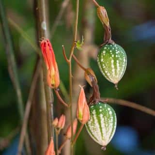 Passiflora vitifolia - Fruits