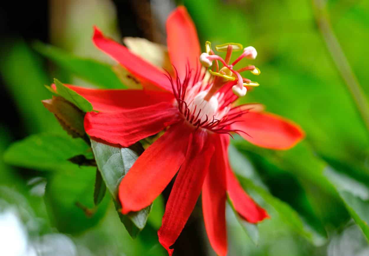 Passiflora vitifolia, - passiflore à feuilles de vigne