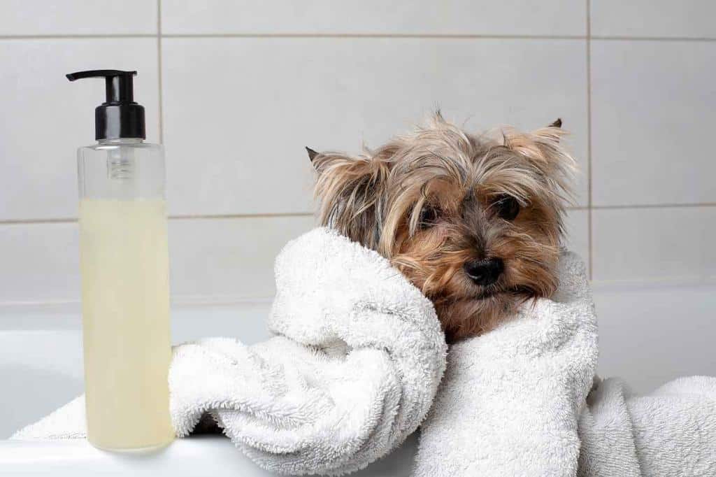 Shampoing naturel maison chien