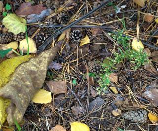 aiguille de pin compost