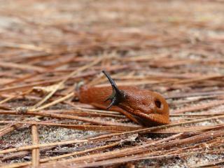 aiguille de pin limace escargot