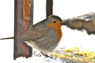 Comment attirer le rouge-gorge au jardin