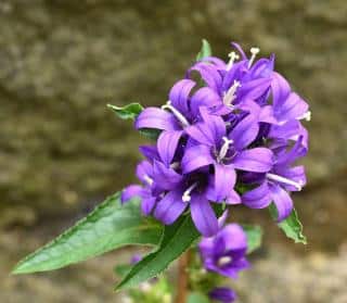 campanula glomerata