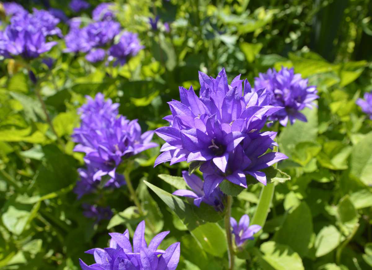 campanula glomerata - campanule a bouquet