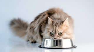 chatte gestante alimentation