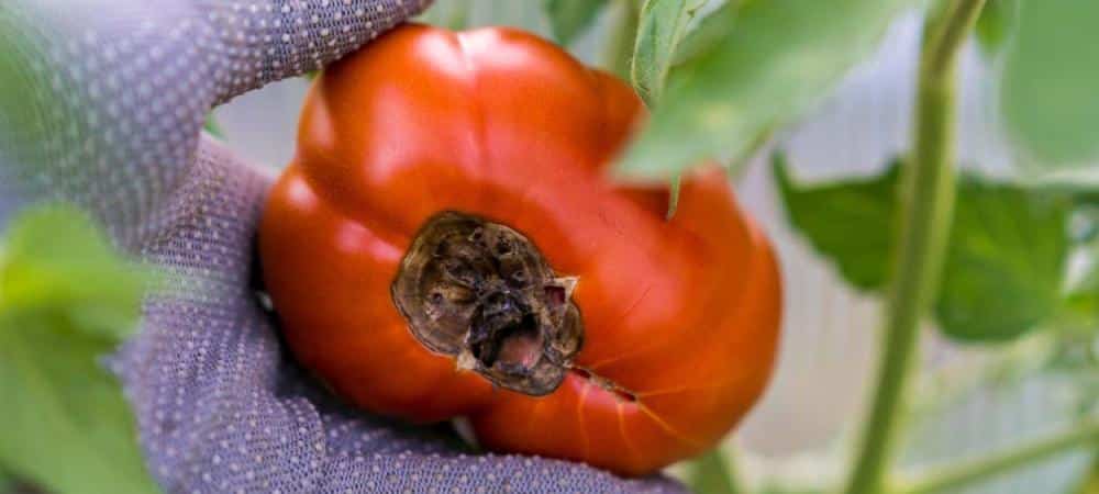 cul noir tomate