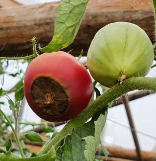 cul noir tomate solution traitement