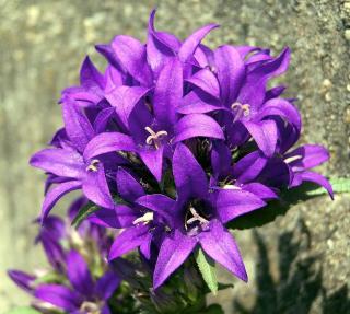 entretien campanula glomerata - campanule a bouquet