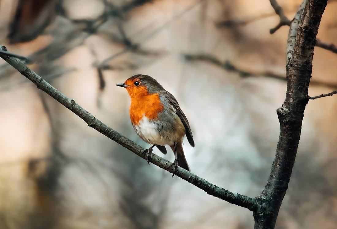 Voici comment le rouge-gorge supporte l'hiver (et comment l'aider)