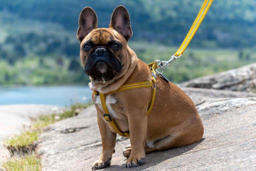 harnais pour chien utilité choix