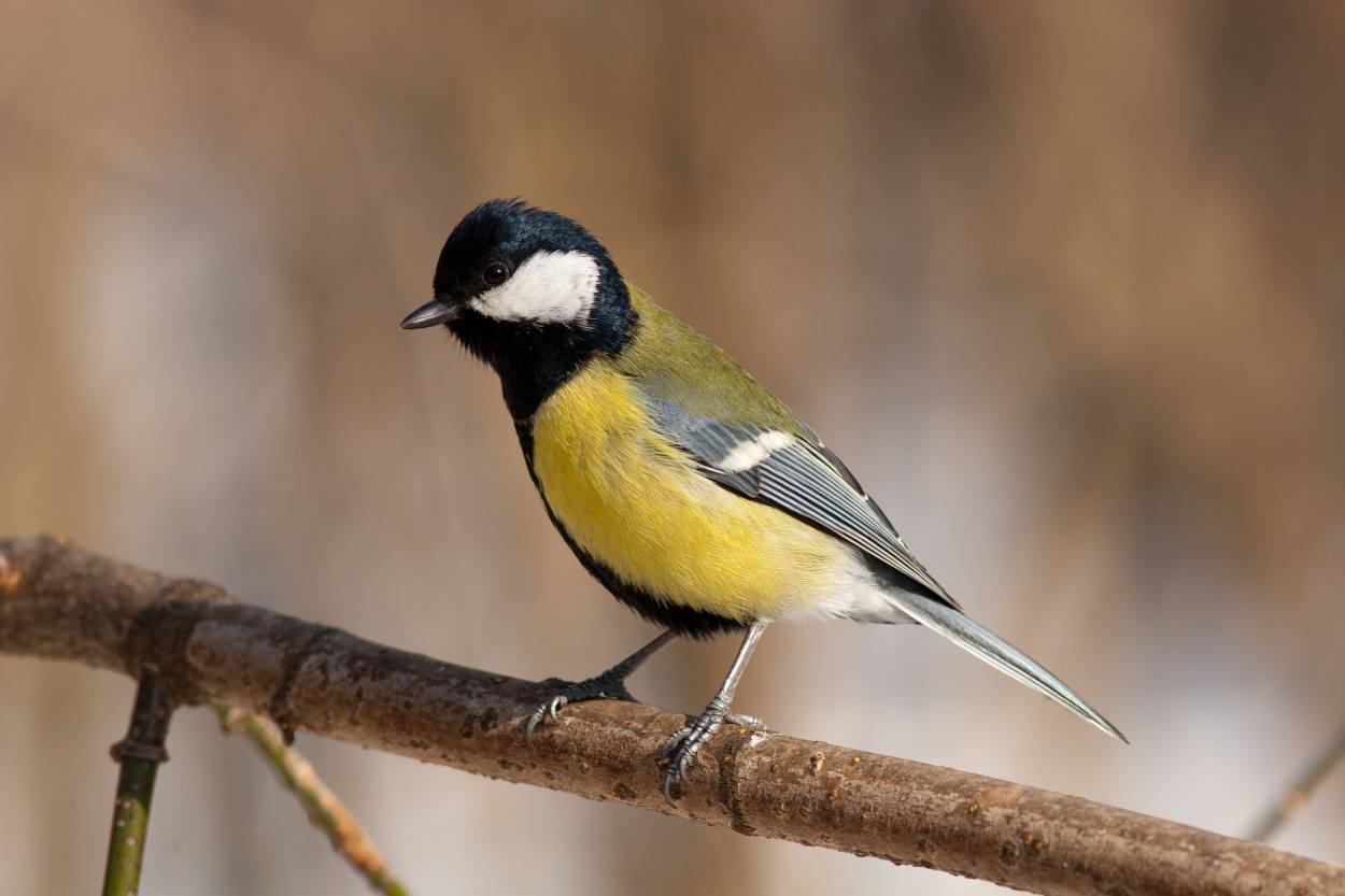 mesange charbonniere - Parus Major