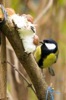 mésange charbonnière - alimentation nourriture