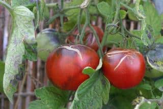 mildiou des tomates