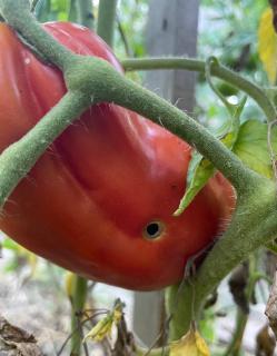 noctuelle tomate symptome